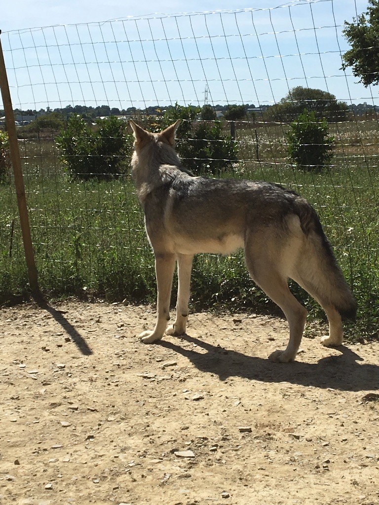 Canens Africae Naiko