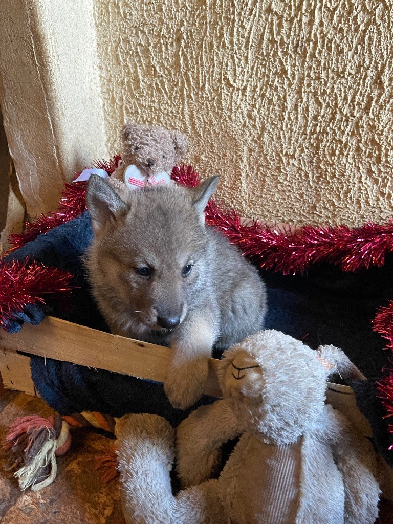 Te Avae e Hiemene - Chien-loup de Saarloos - Portée née le 01/12/2021